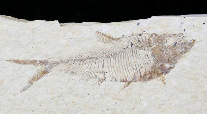 Bargain Diplomystus Fossil Fish - Wyoming #22328